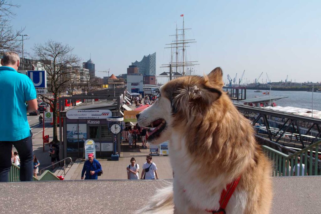 Hund schaut auf Elbphilharmonie