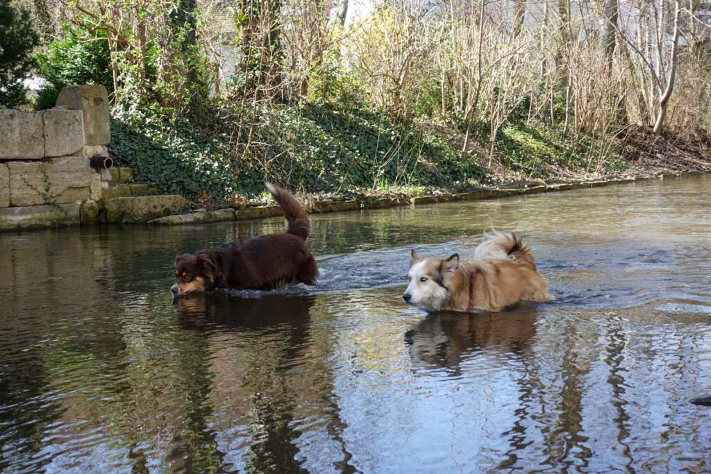 Hunde laufen in der Gera in Erfurt