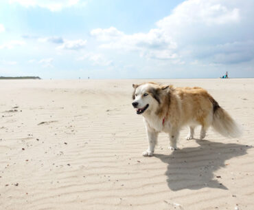 urlaub-mit-hund-an-nordsee-strand