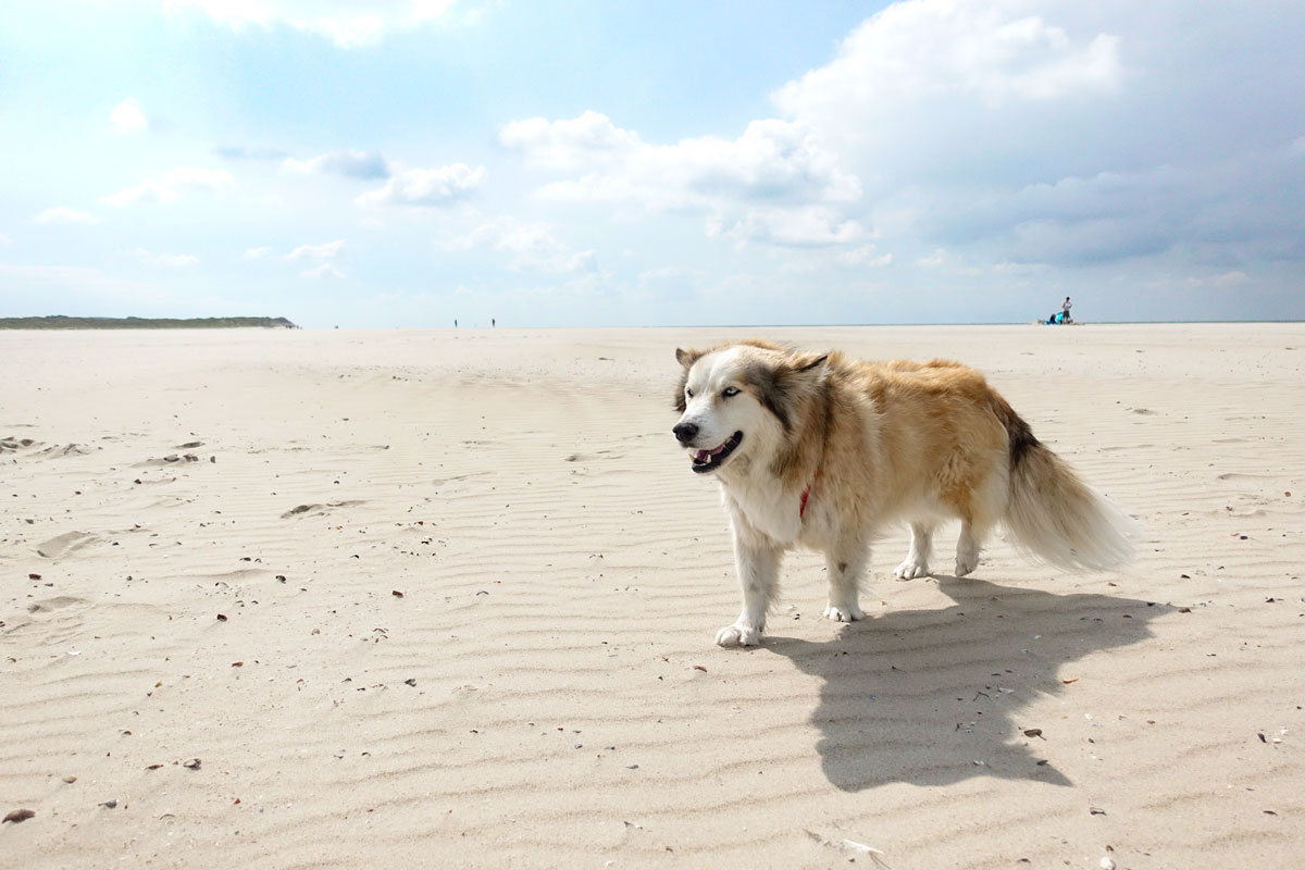 5 1/2 tolle deutsche Urlaubsziele mit Hund