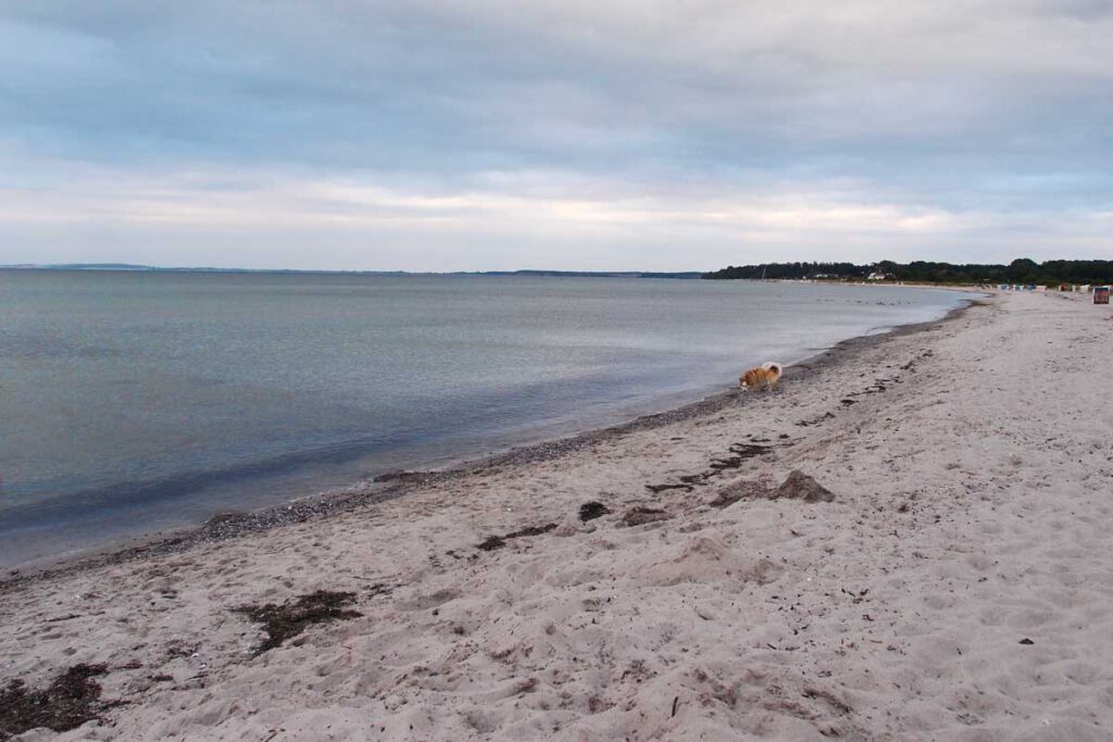 Hund am Strand an der Ostsee