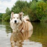 Hund abkühlen – 8 coole Tipps für heiße Sommertage