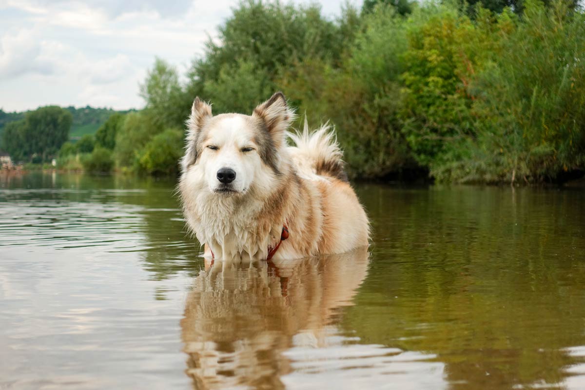 Hund abkühlen – 8 coole Tipps für heiße Sommertage